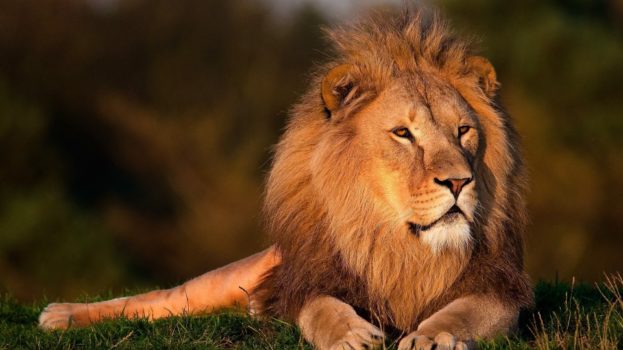 تحميل صور الاسد بدقة وجودة عالية Lion Images Download HD